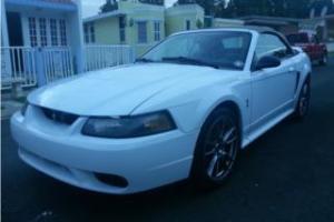 Mustang Cobra 99 convertible